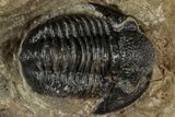 Detailed Gerastos Trilobite Fossil - Morocco #311247-1